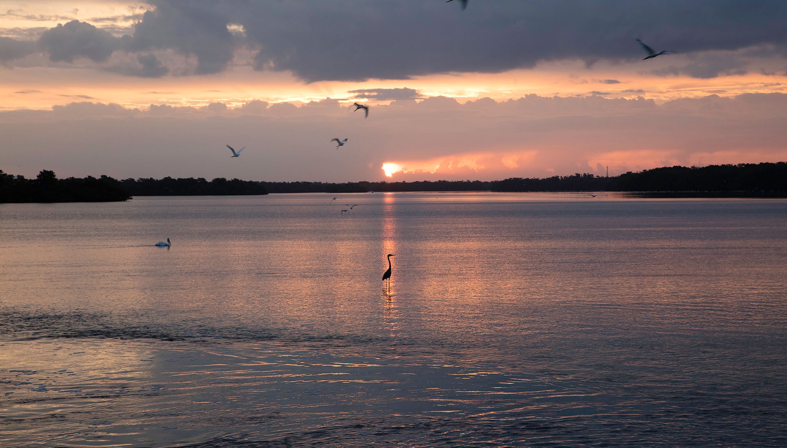 Ding-Darling-sunrise-1