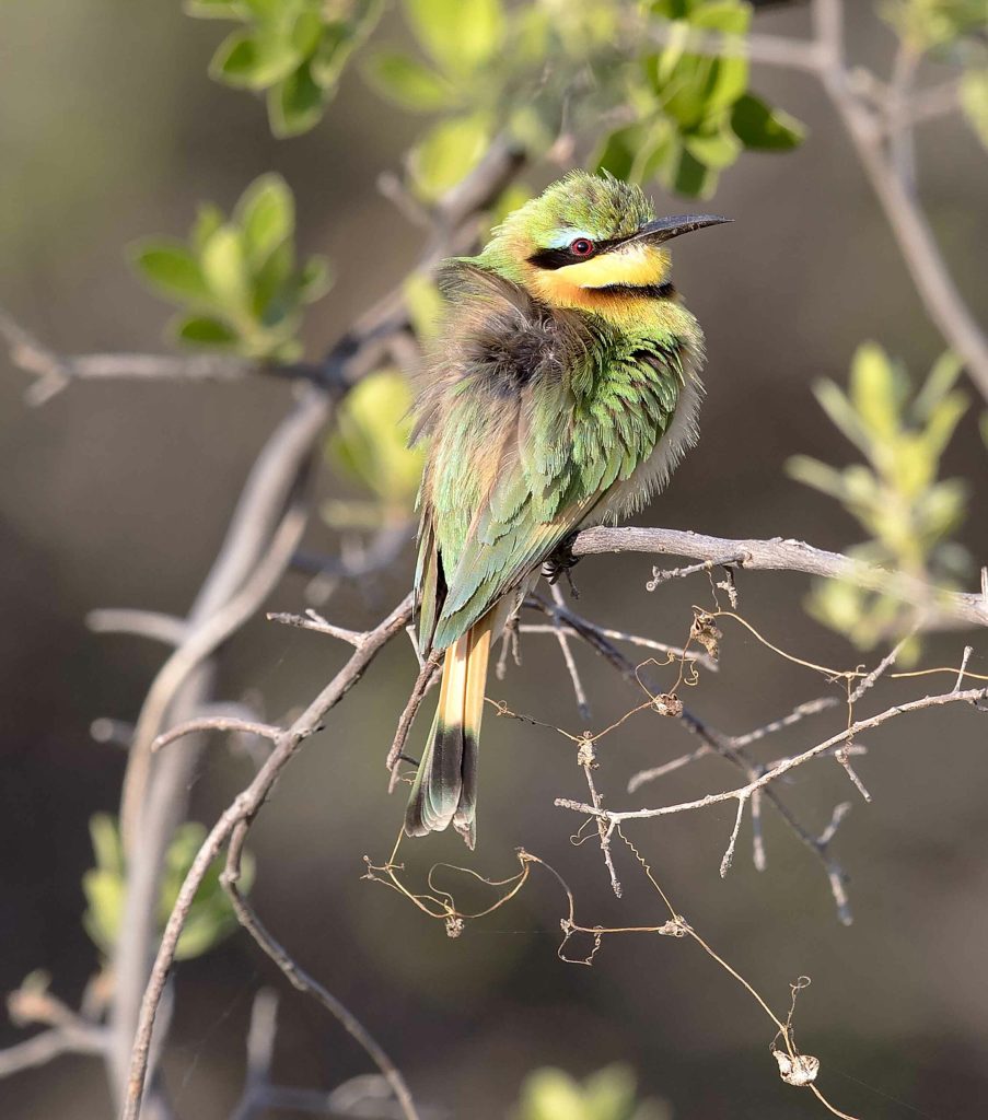 bee-eater-warming-scaled