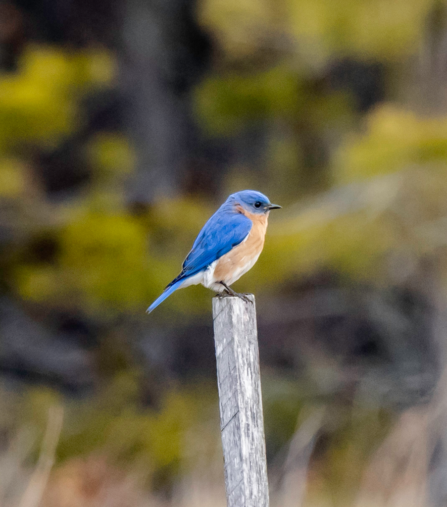 bluebird-2-web- 1