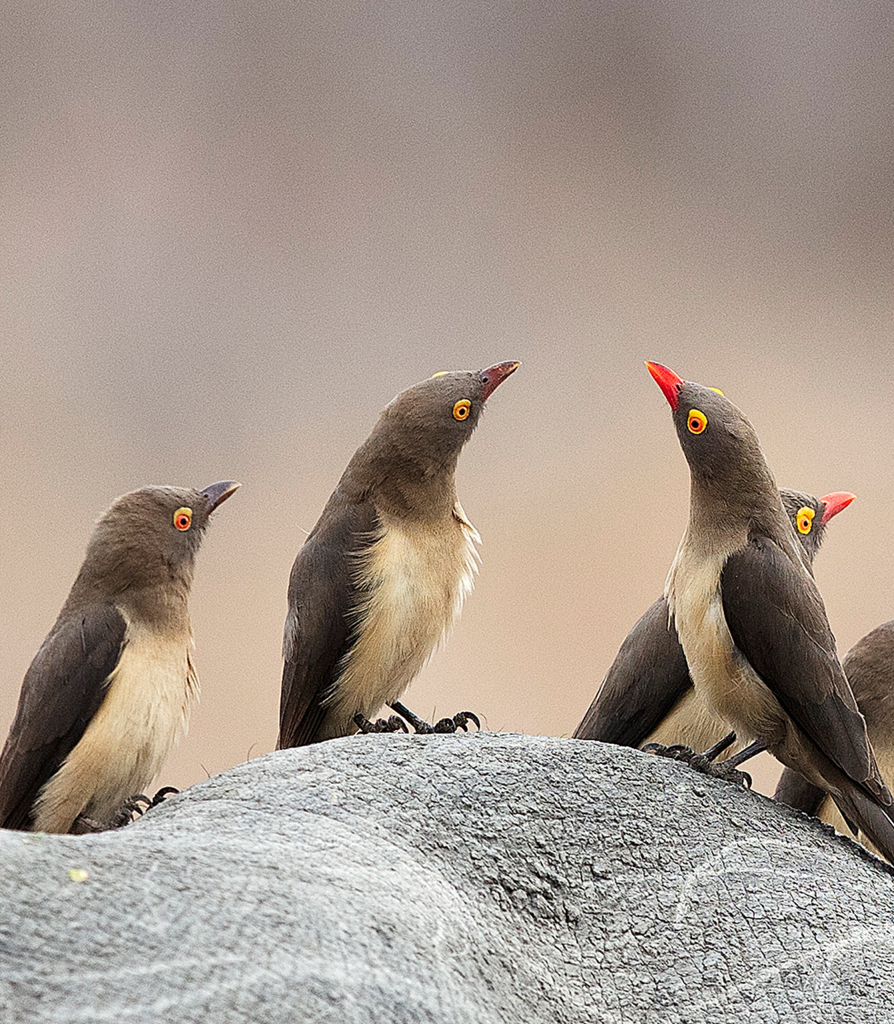 card-rhino-birds-border 1