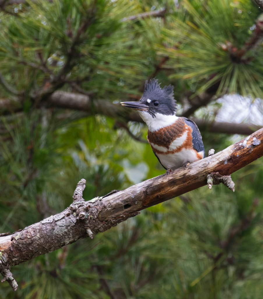 cropped-new-fisher-scaled-1 1