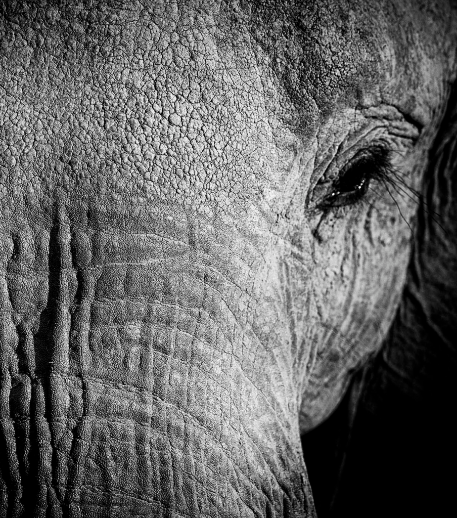 elephant-face-bw-scaled 1