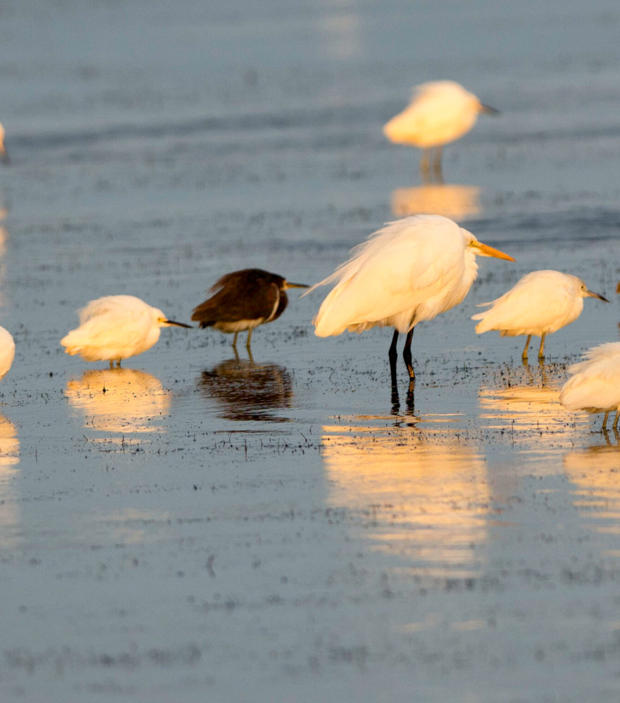 heron-smallcroped-web-scaled 1