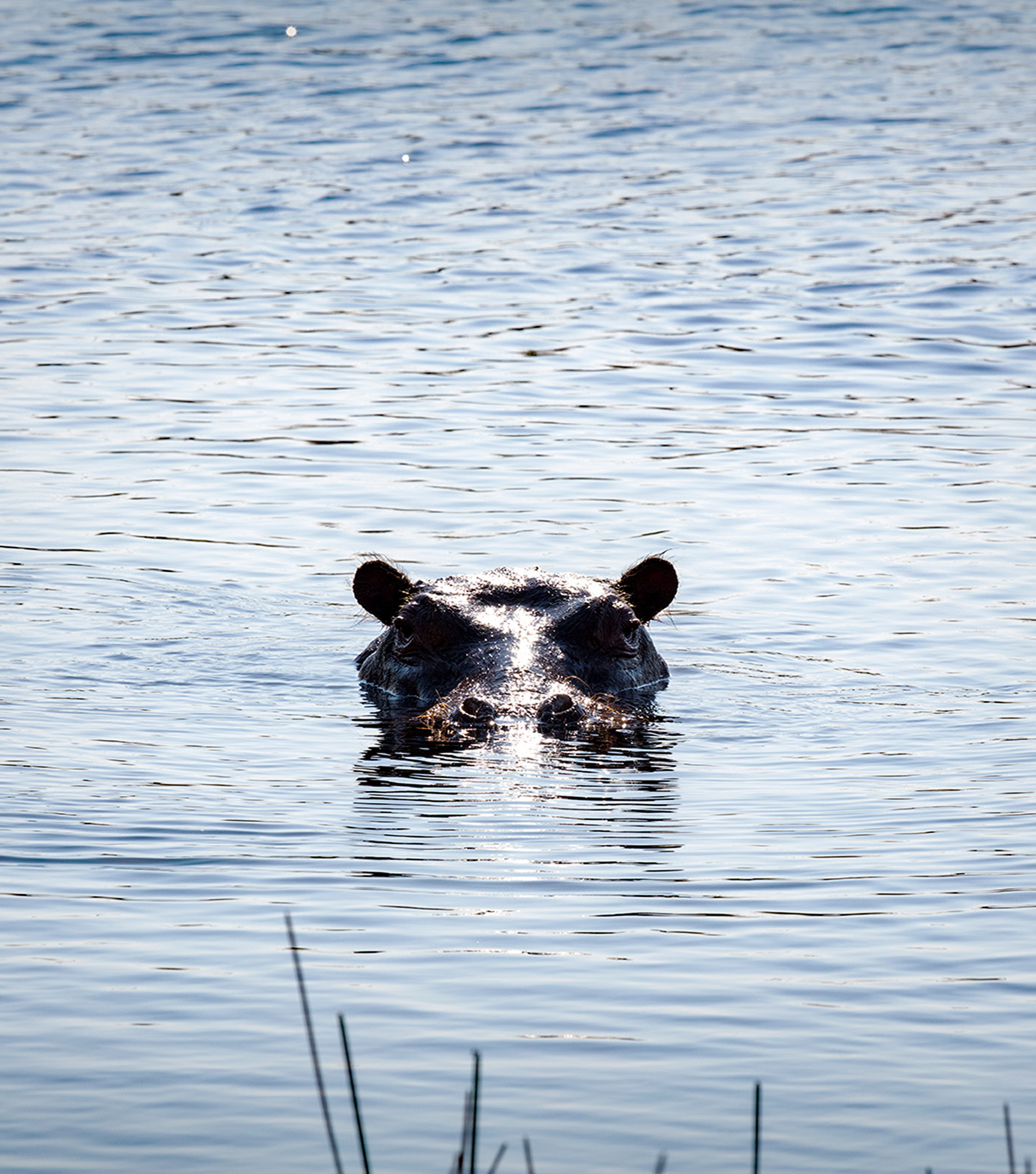 hippo-white-new-web 1