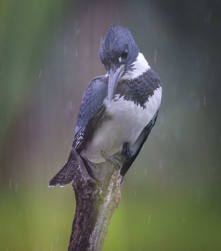 kingfisher-wet-other-t_Original-ratio_1920x2226_U_100 1