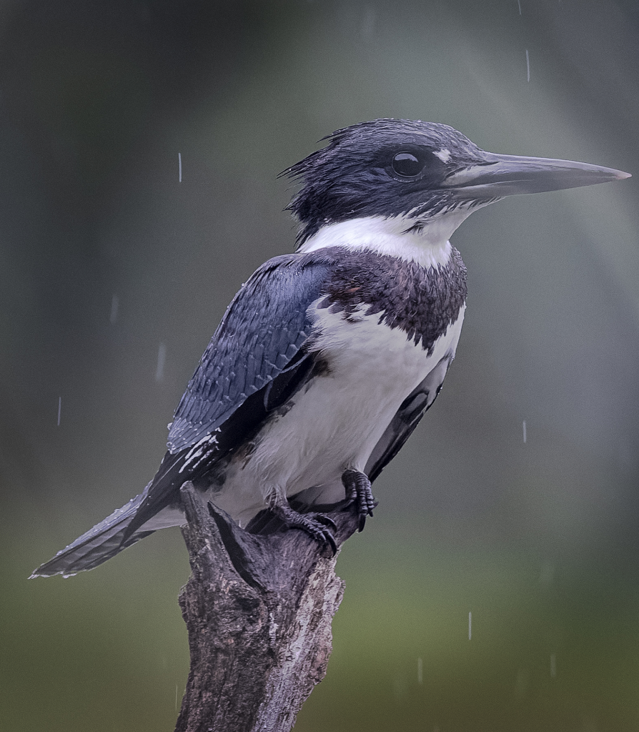 kingfisher-wet_Original-ratio_1920x1792_U_100 1