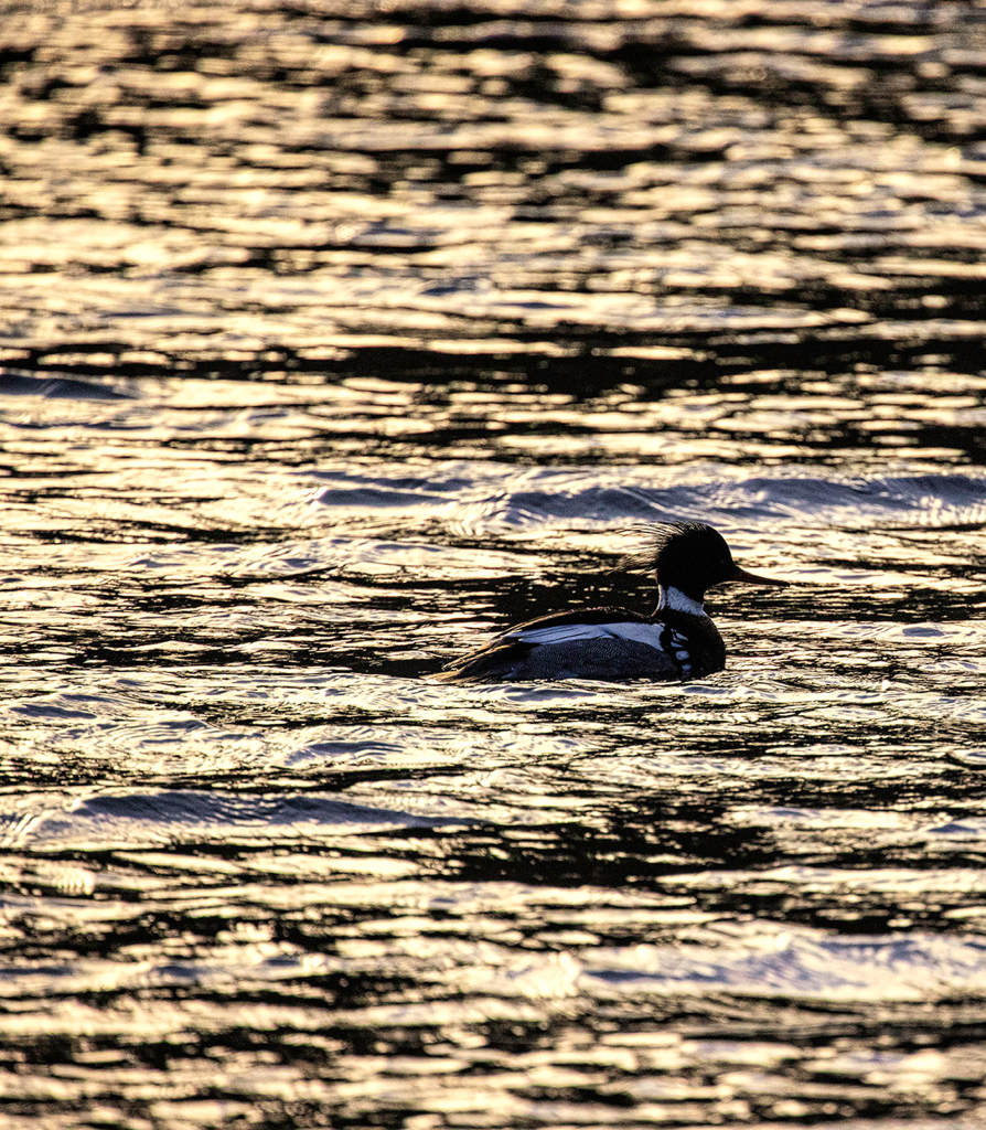merganser-sunset-webt-copy 1