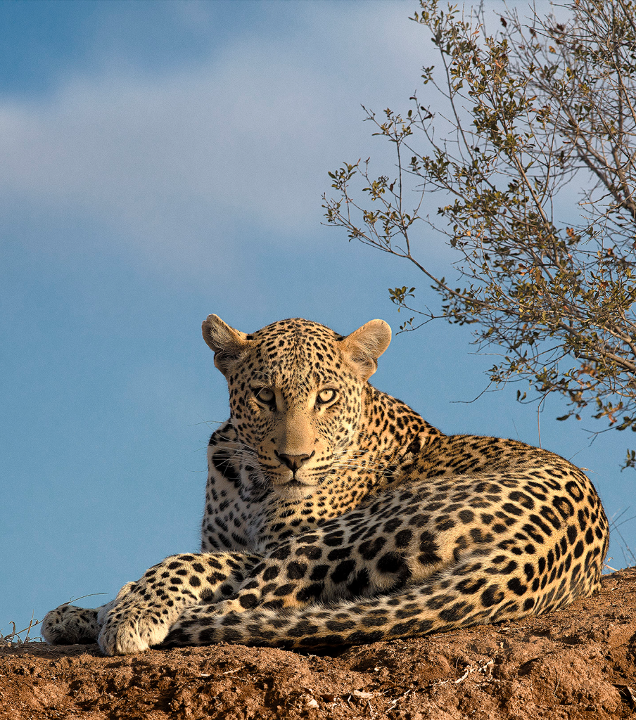 new-lying-leopard-print-32x29-copy 1