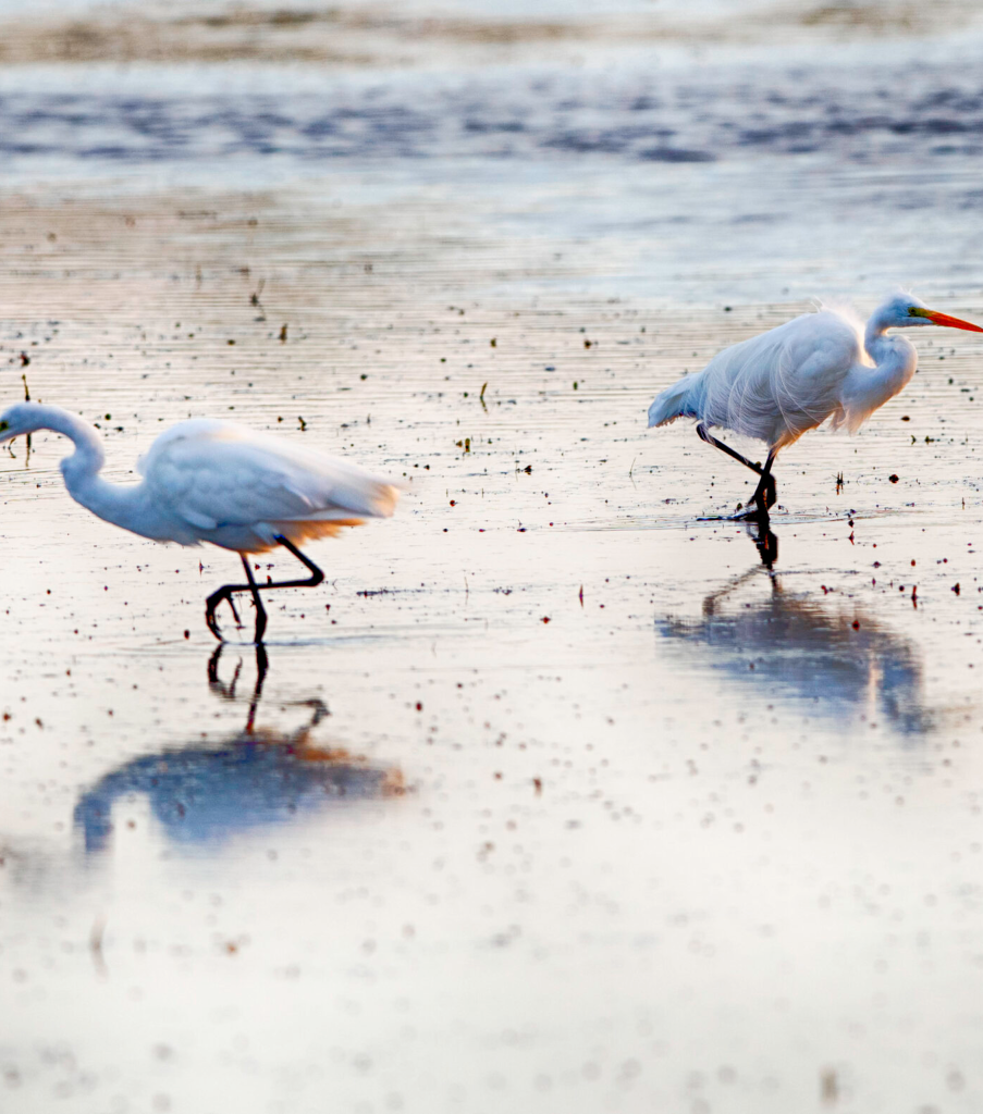 opposite-birds-web-scaled 1