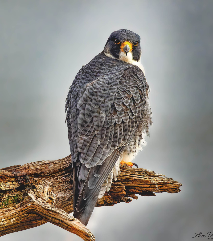 perigrine-branch-website 1