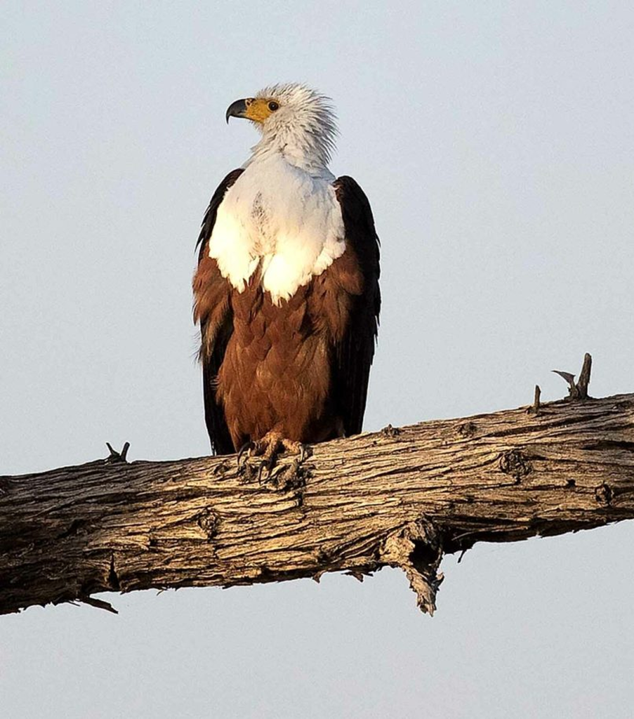 sea-eagle-scaled-1-1536x914 1