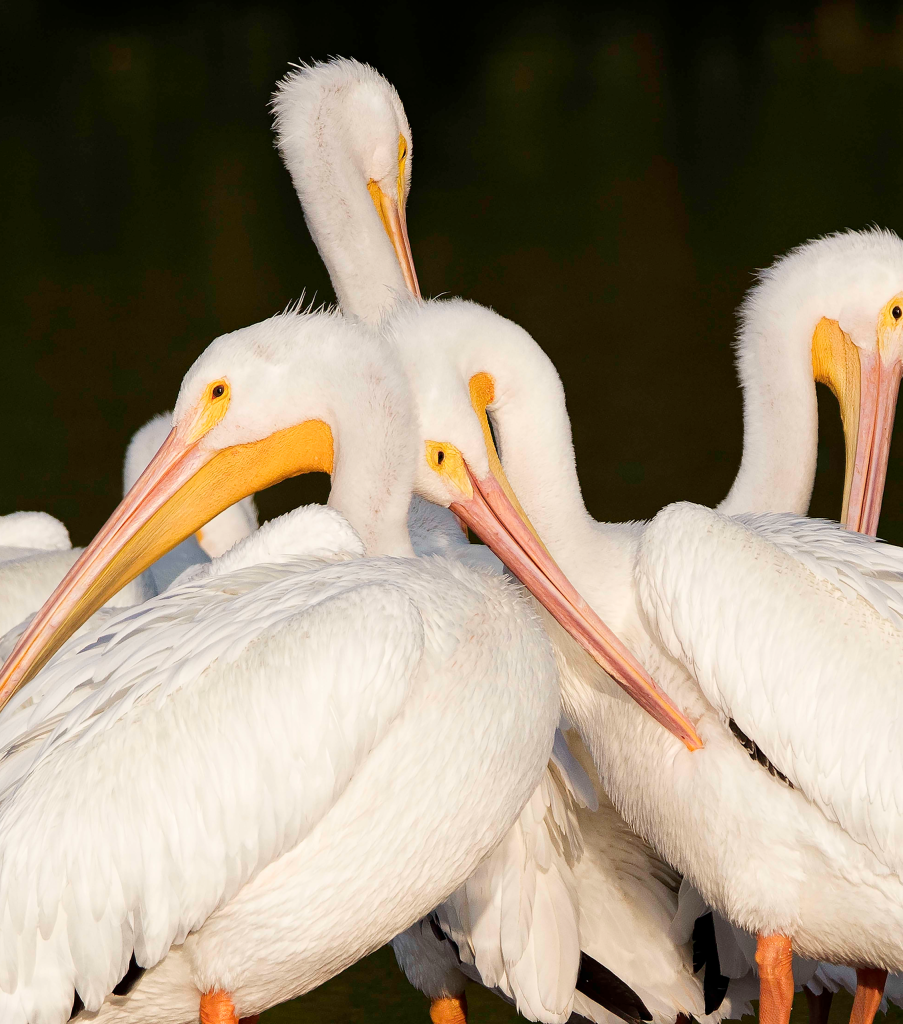 white pelican heads 1